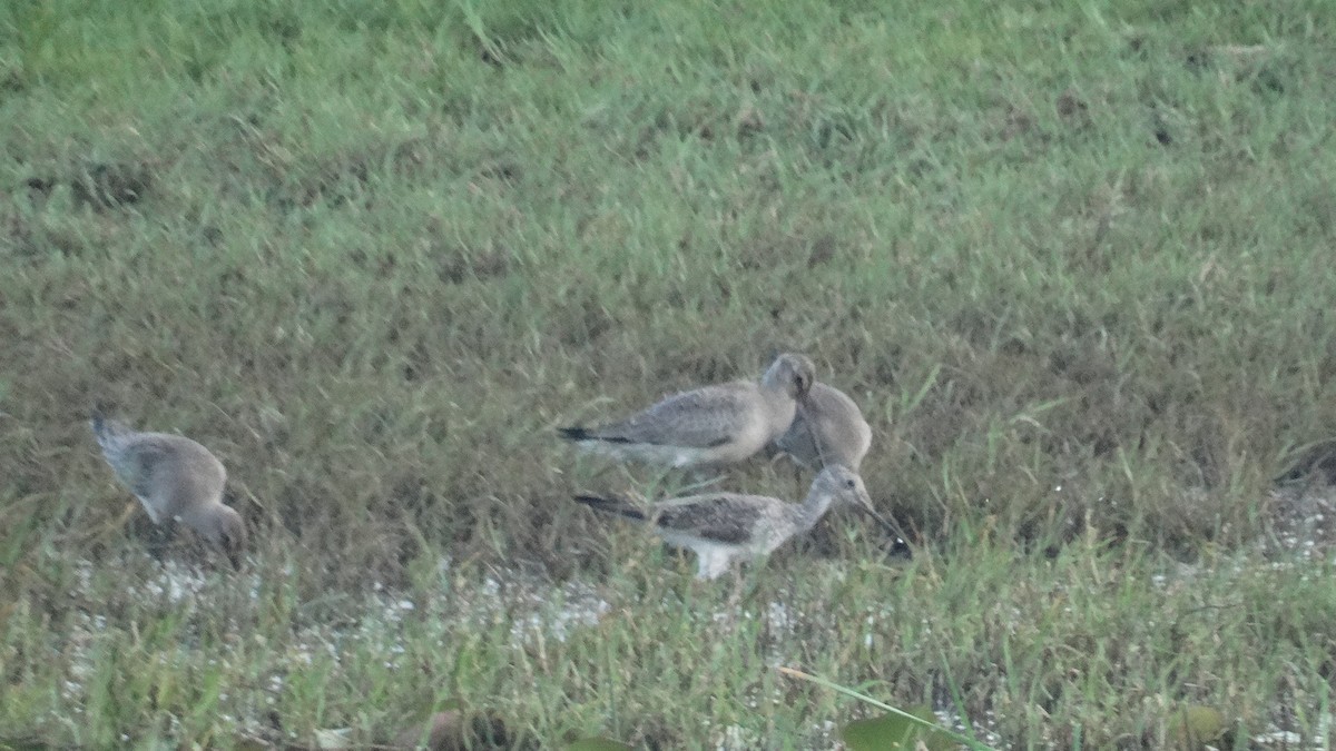 Hudsonian Godwit - ML499859211