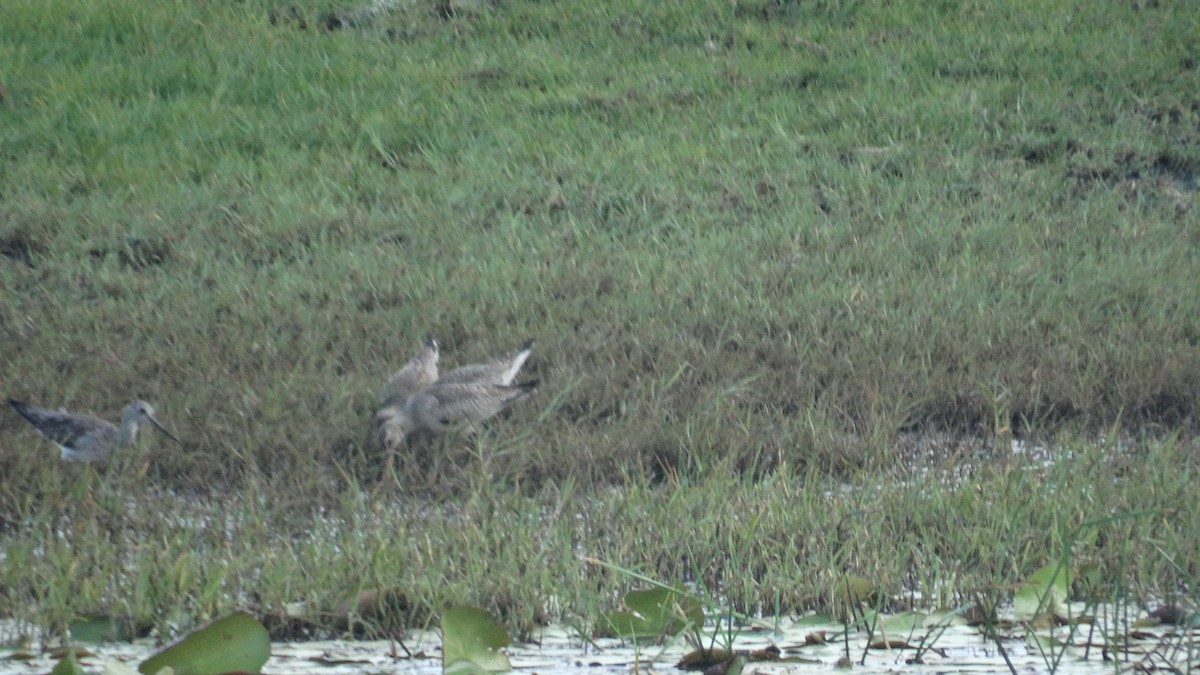 Hudsonian Godwit - ML499859221