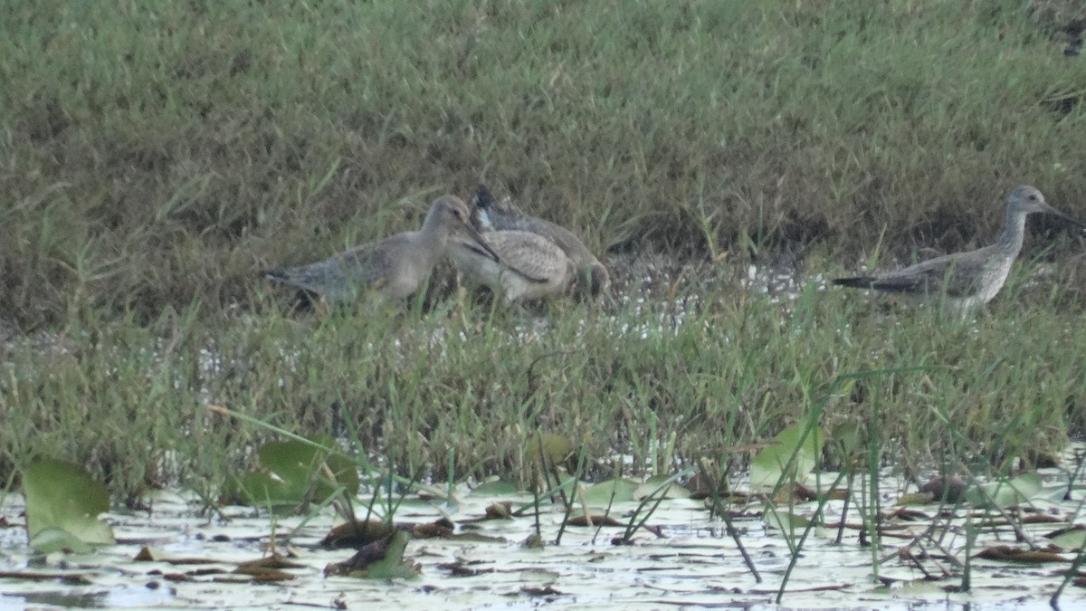 Hudsonian Godwit - ML499859241