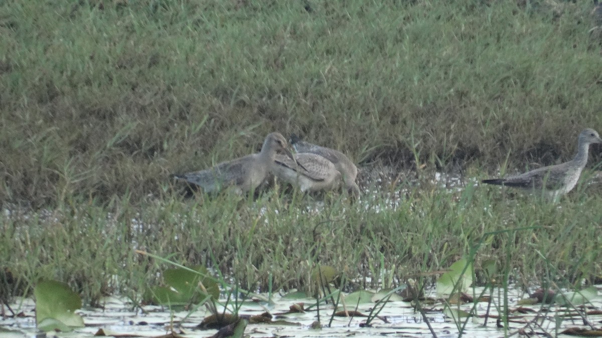 Hudsonian Godwit - Kenrith Carter