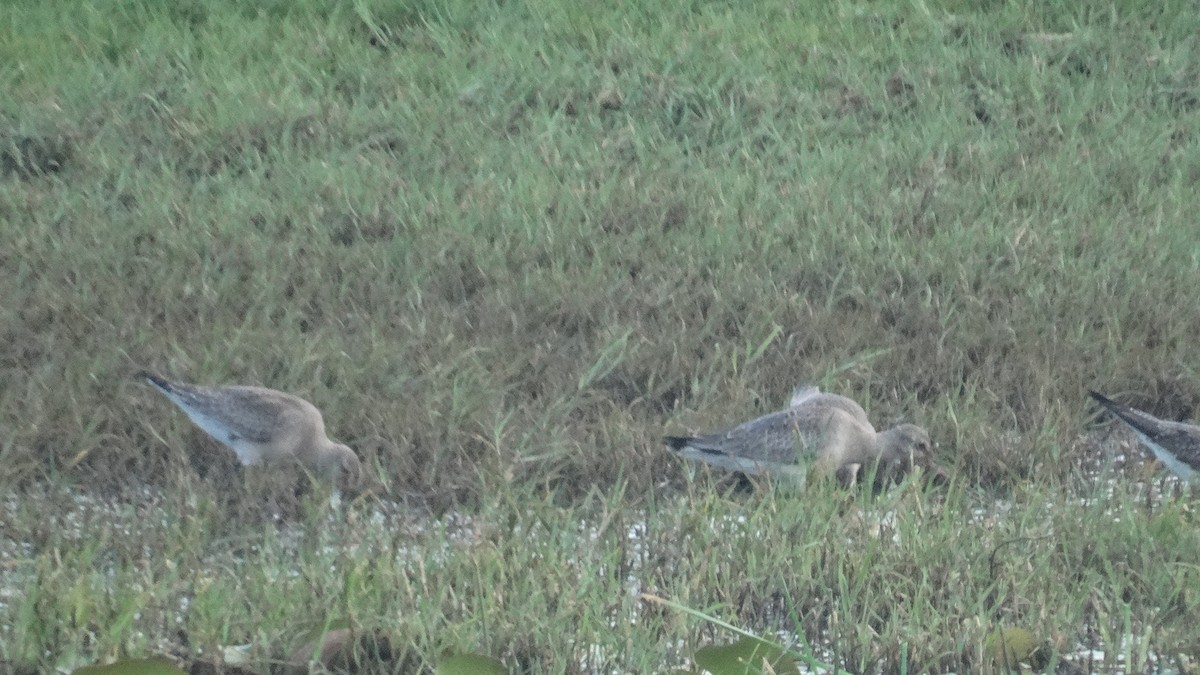 Hudsonian Godwit - ML499859261