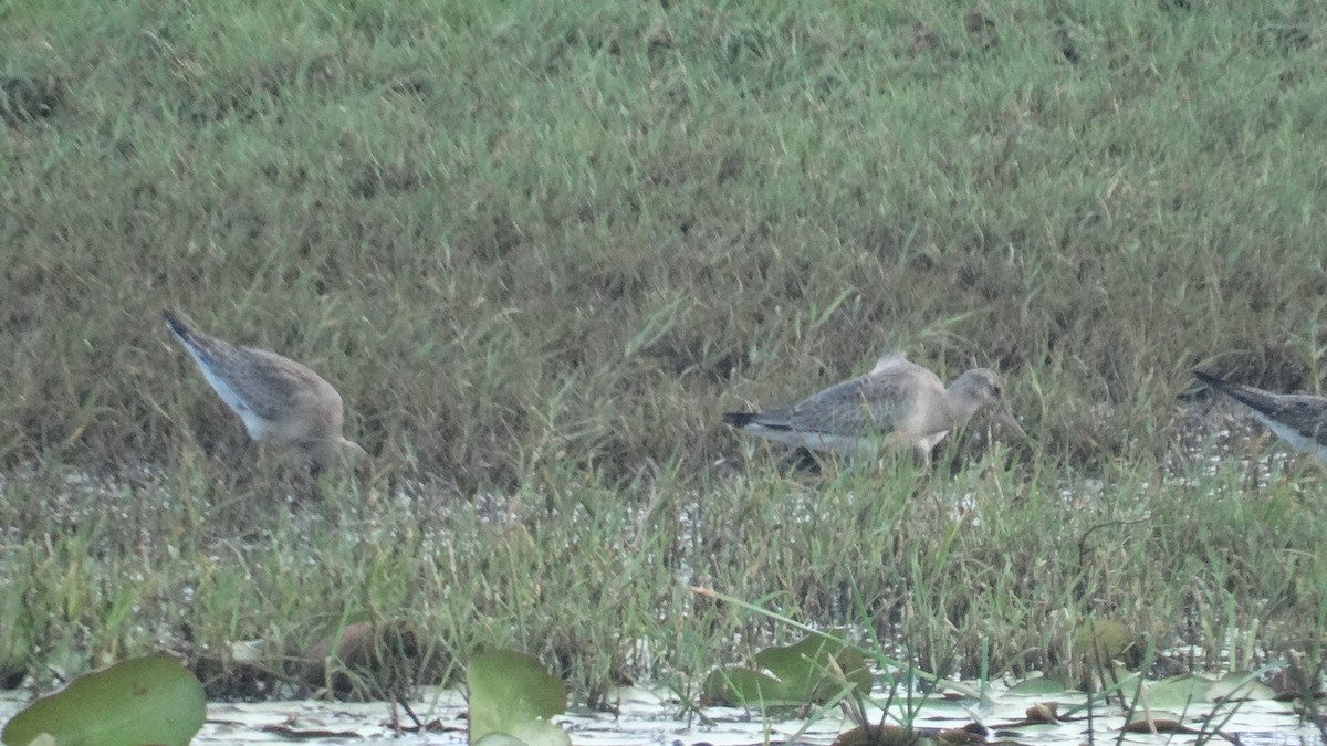 Hudsonian Godwit - Kenrith Carter