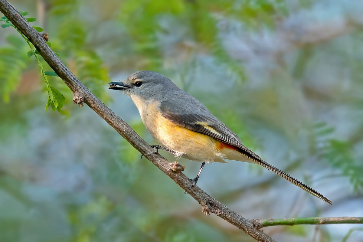 Small Minivet - ML499862201