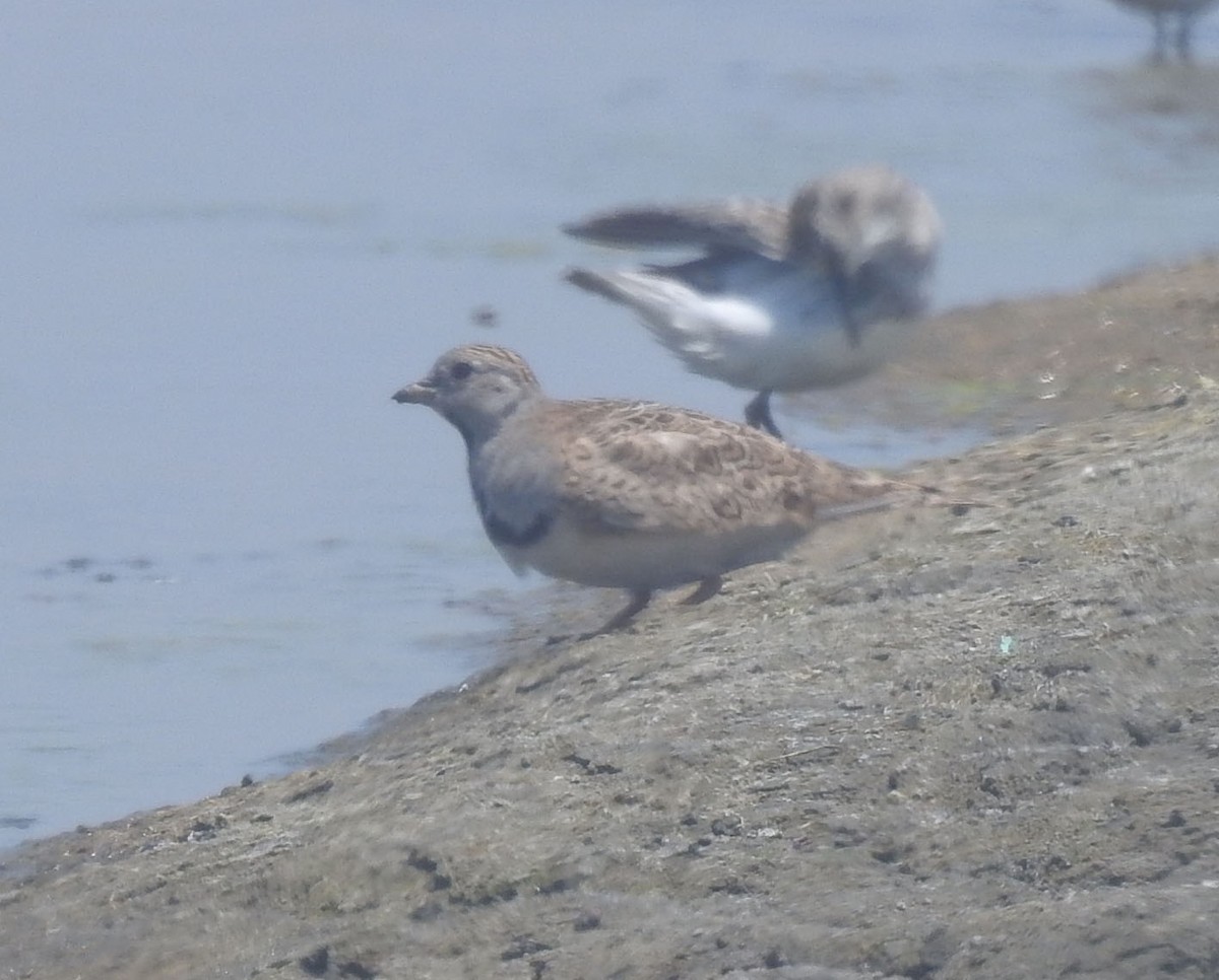 Least Seedsnipe - ML499863931