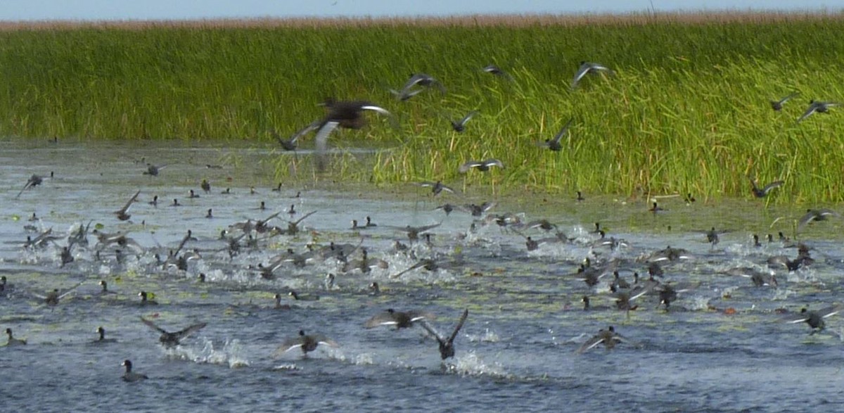 amerikasothøne (Red-shielded) - ML49986481