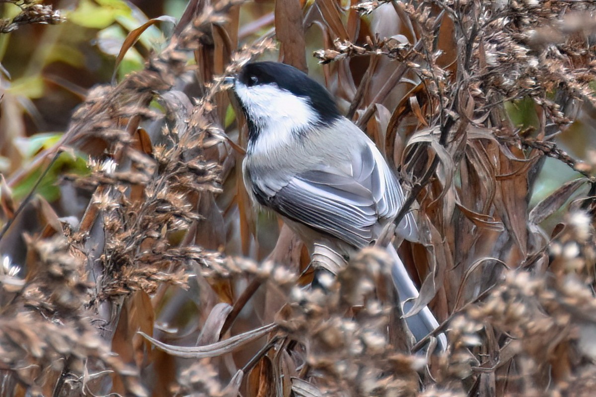 Black-capped Chickadee - ML499866241