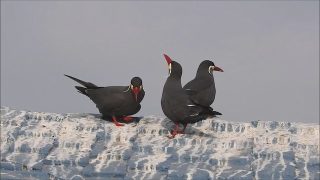 Inca Tern - ML499866781