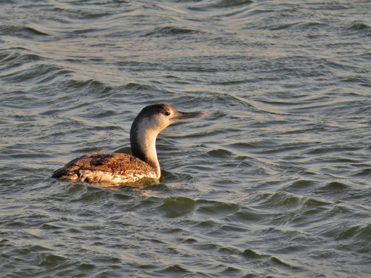 Red-throated Loon - ML49986961