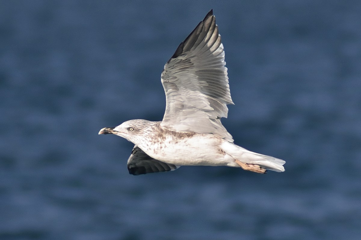 Lesser Black-backed Gull - ML499870291