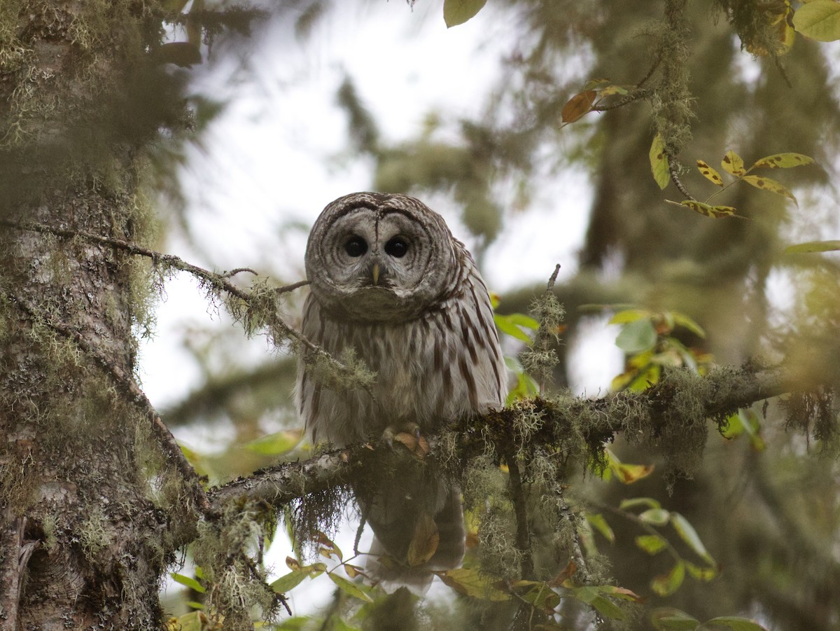 Barred Owl - ML499872081