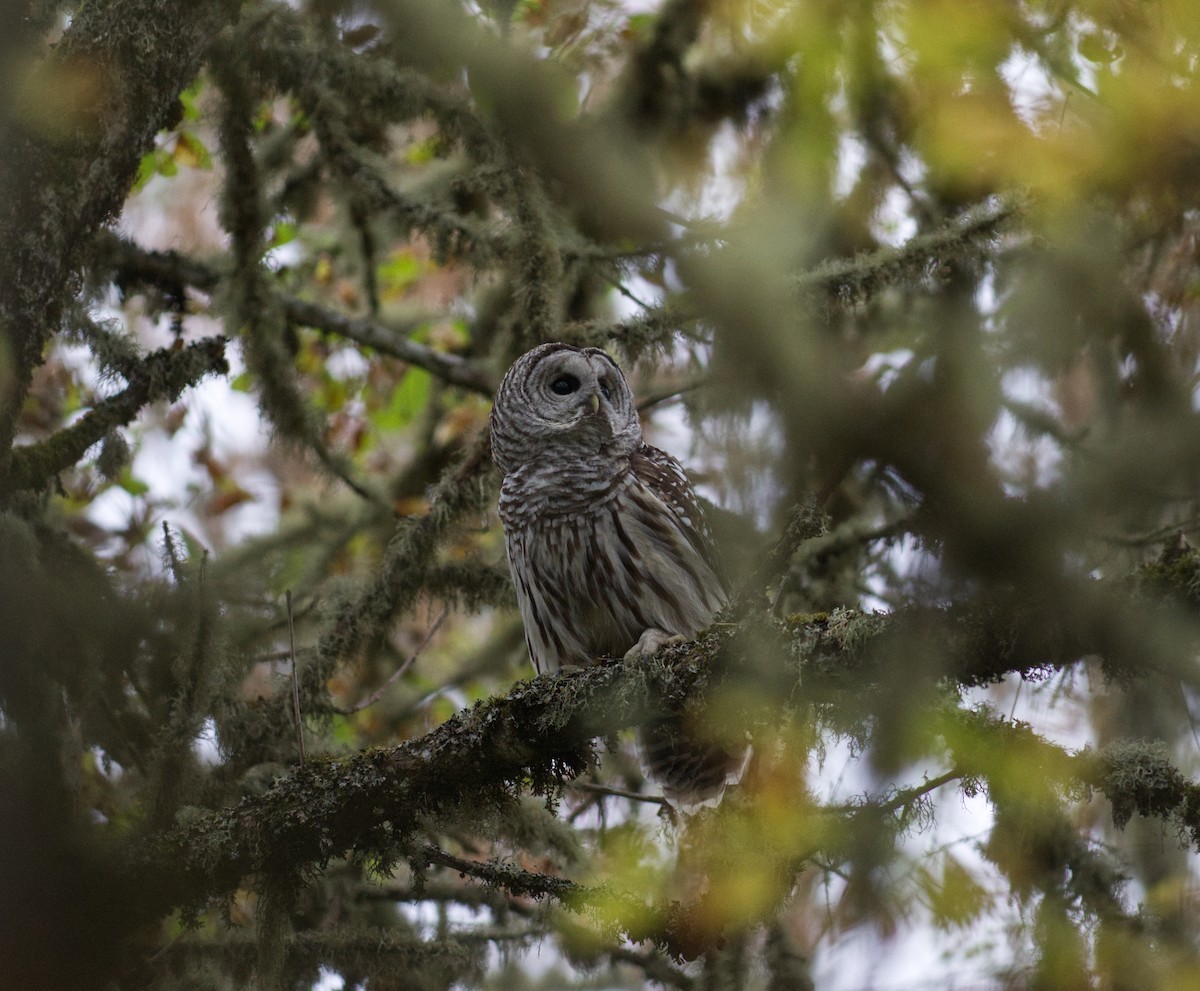 Barred Owl - ML499872131