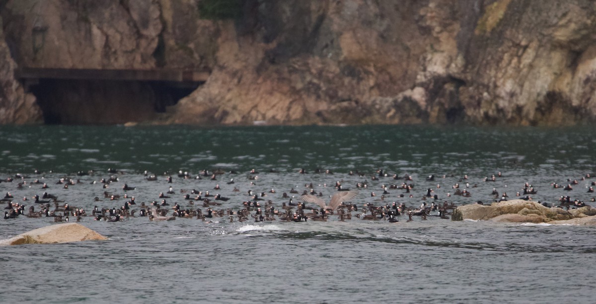 Surf Scoter - ML499872621