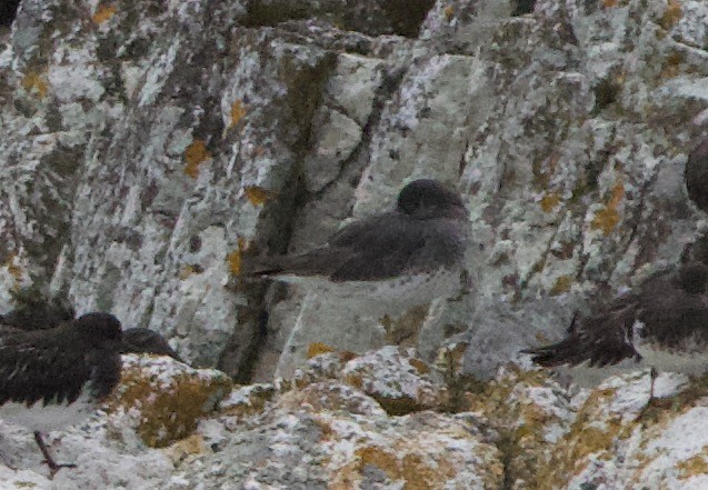 Surfbird - ML499872641