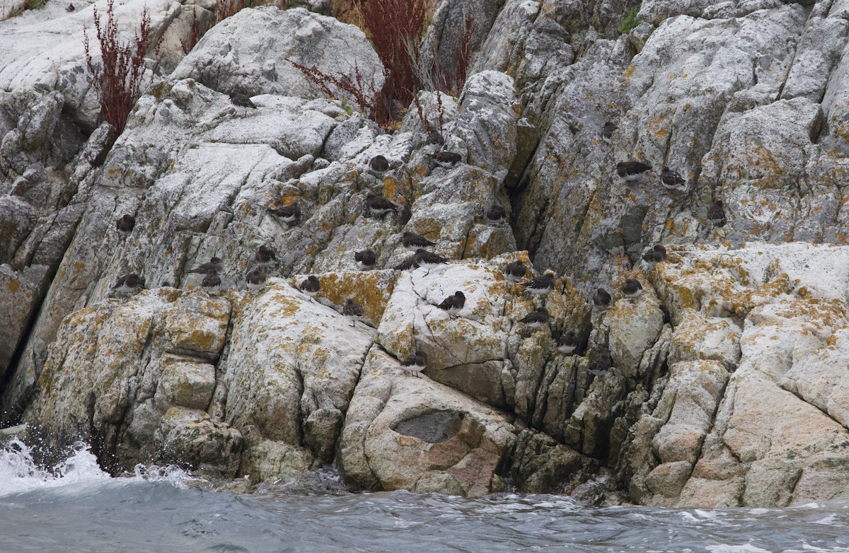 Black Turnstone - ML499872651