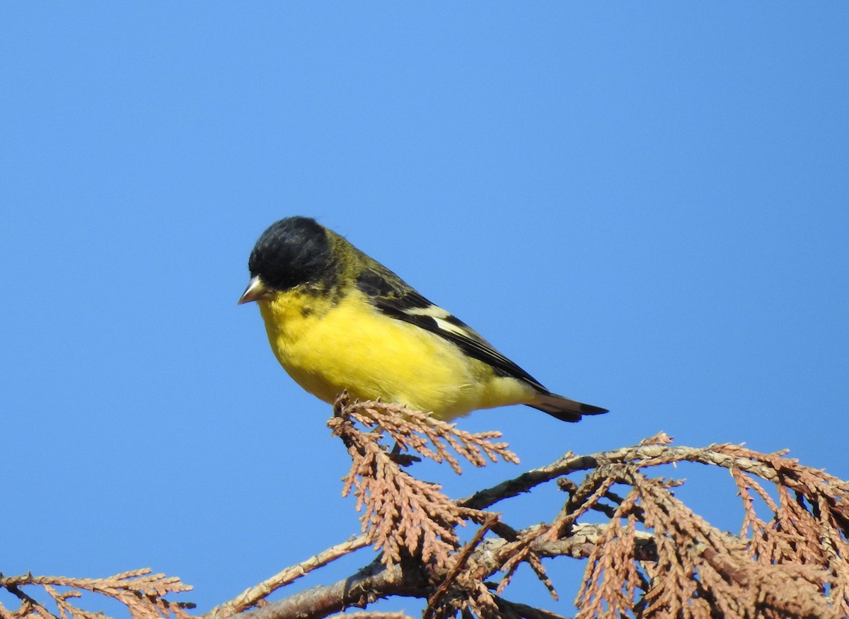 Lesser Goldfinch - ML499873031