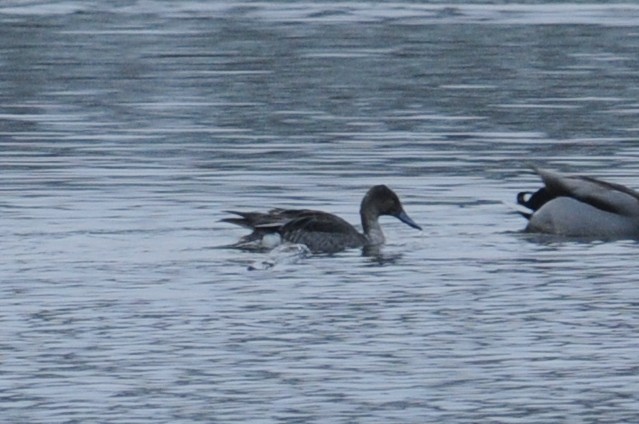 Northern Pintail - ML499874891