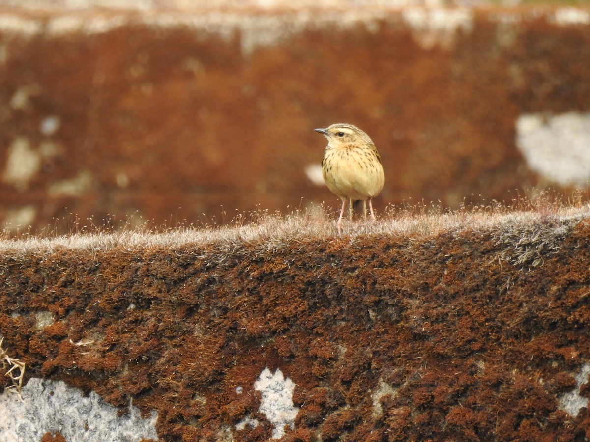 Nilgiri Pipit - ML49987561