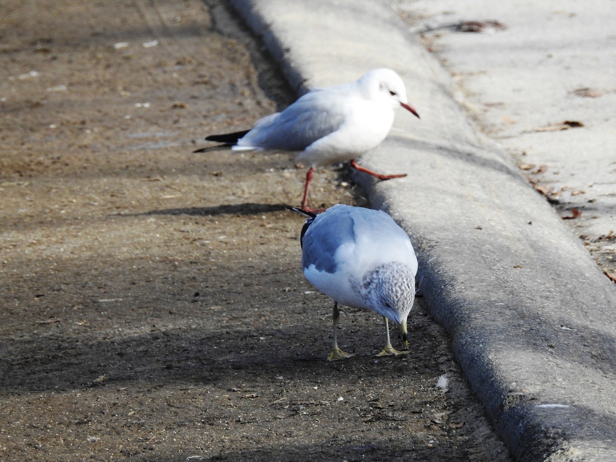 Mouette rieuse - ML49987601