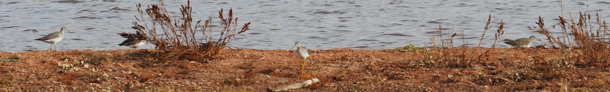 plystresnipe - ML499876041