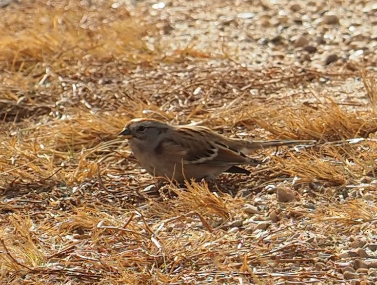 American Tree Sparrow - ML499876111