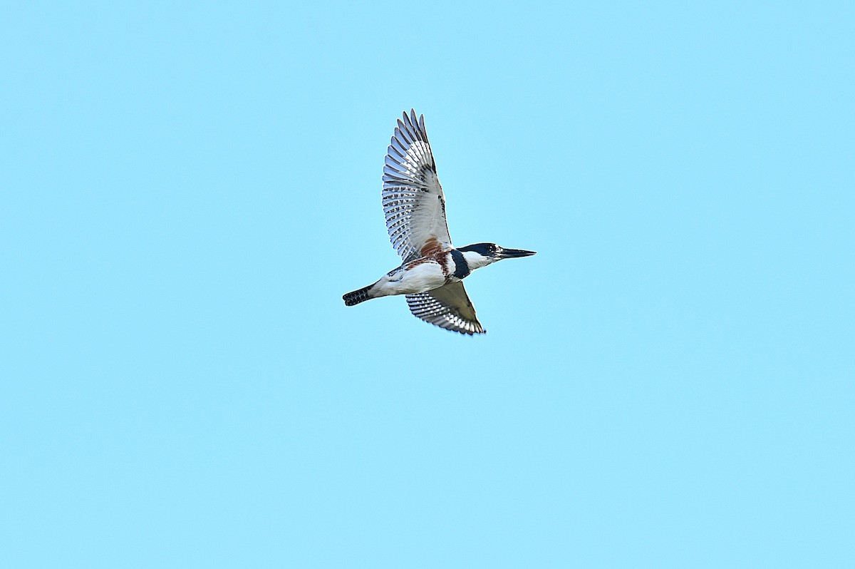 Belted Kingfisher - ML499877101