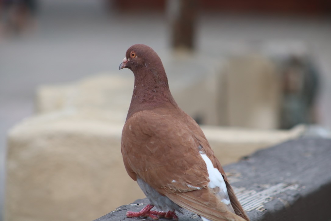Rock Pigeon (Feral Pigeon) - ML499878561