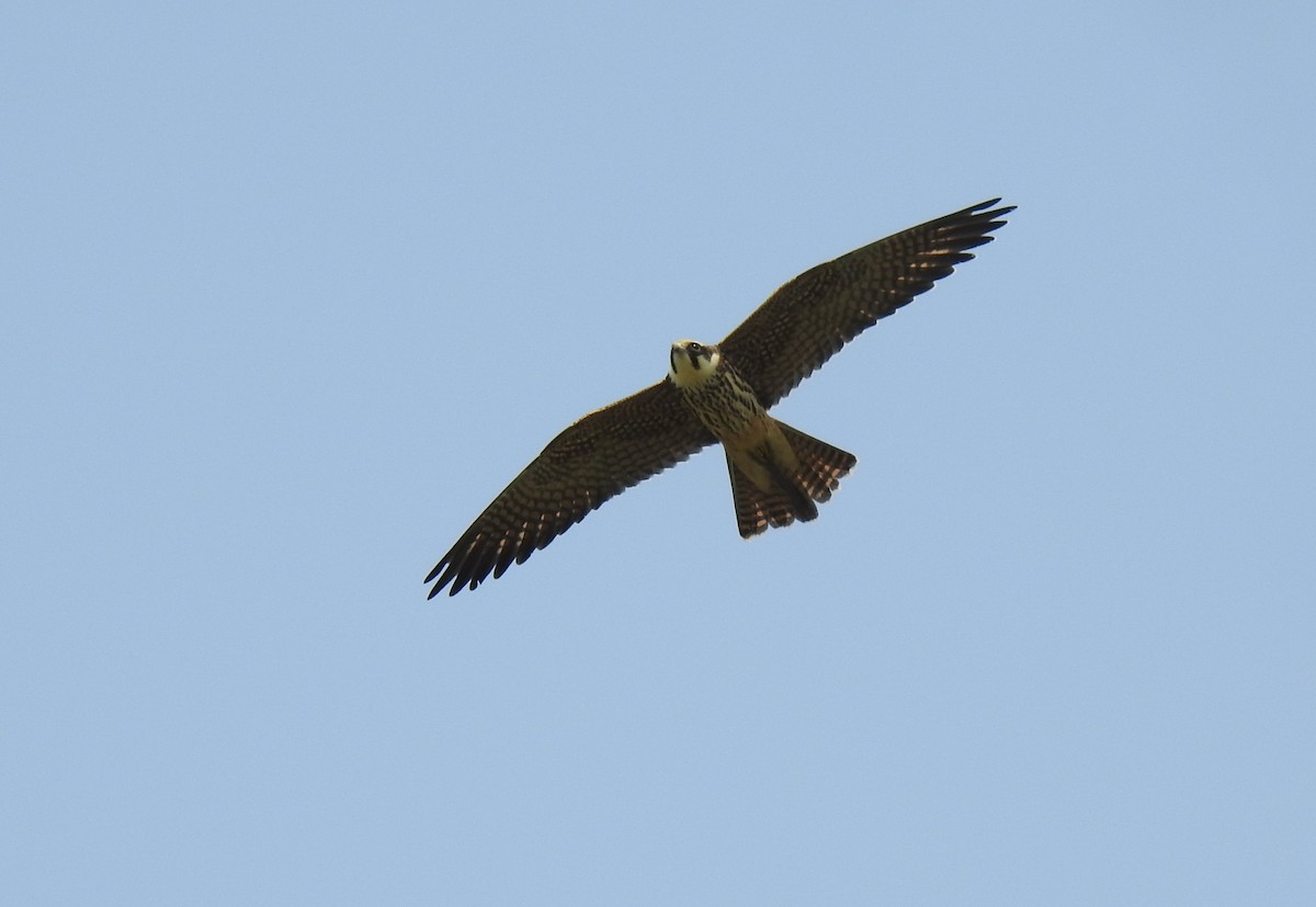 lerkefalk - ML499879381