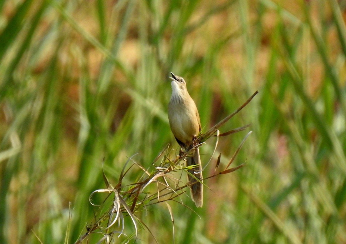 Striated Grassbird - ML499879471