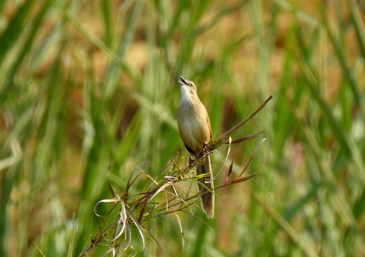 Yerbera Palustre - ML499879471