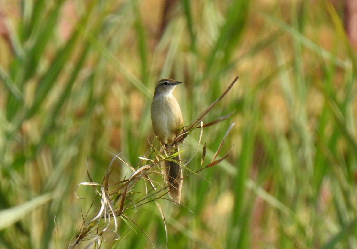 Striated Grassbird - ML499879481