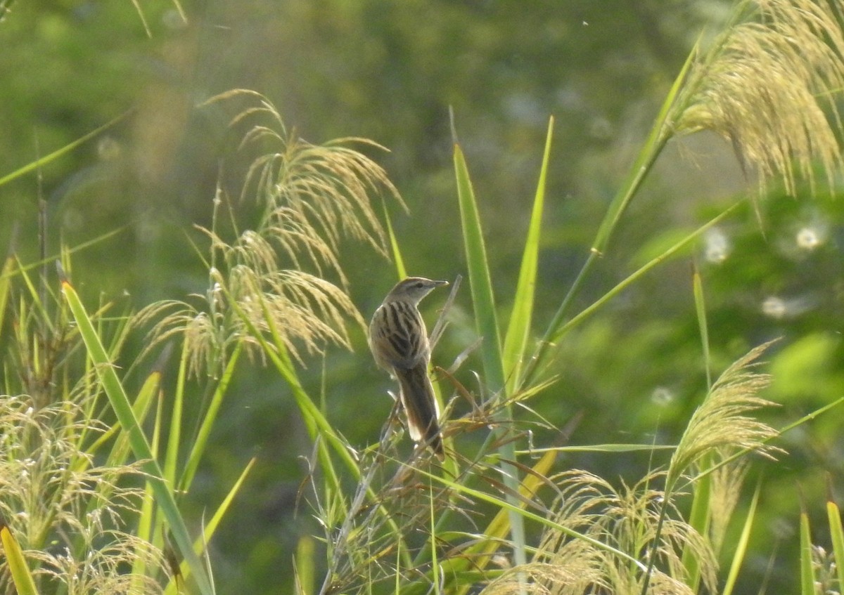 Striated Grassbird - Anonymous