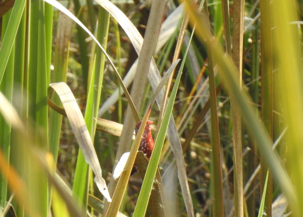 tigerastrild - ML499879821