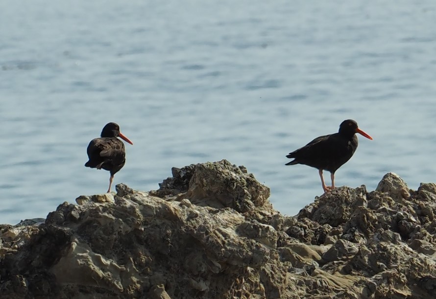 Black Oystercatcher - ML499882801