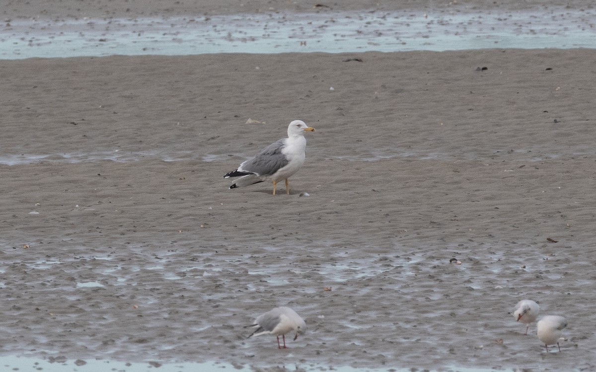 Yellow-legged Gull - ML499882881