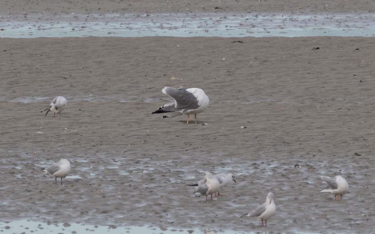 Yellow-legged Gull - ML499882921