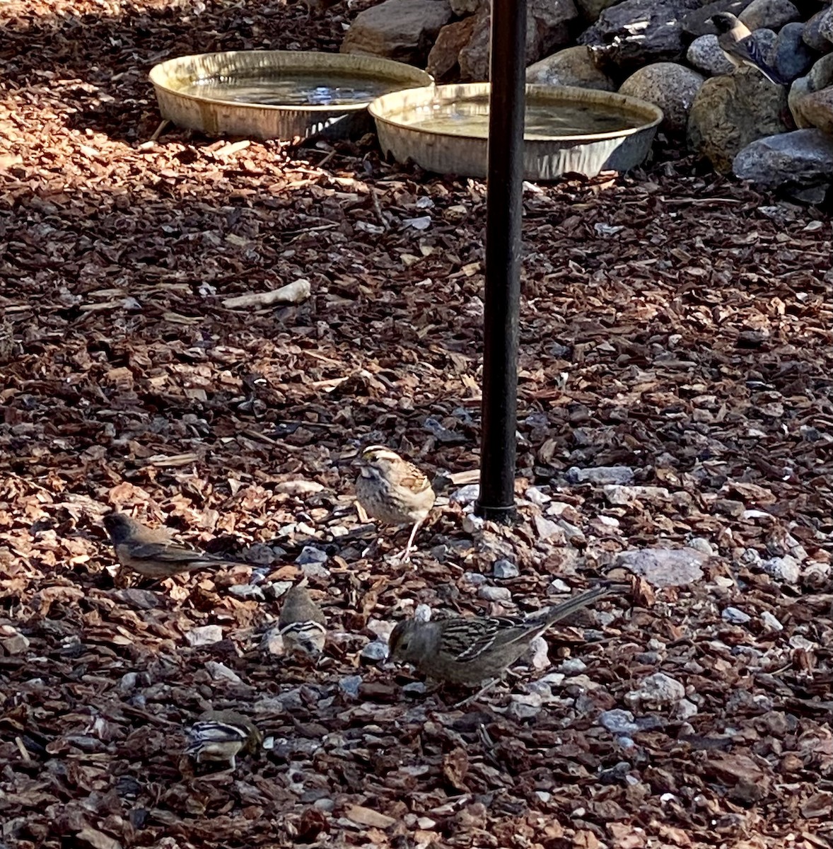 White-throated Sparrow - Bob Wagner