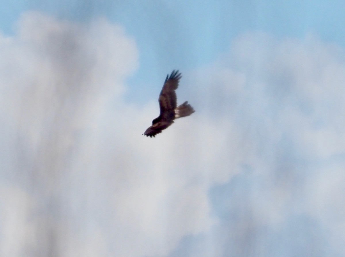 Aguilucho Lagunero del Pacífico - ML499883921