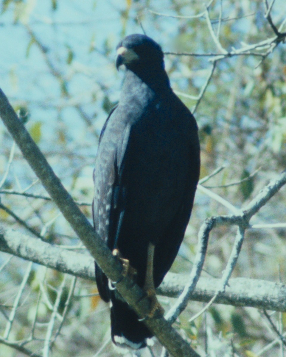 Great Black Hawk - Dave Czaplak