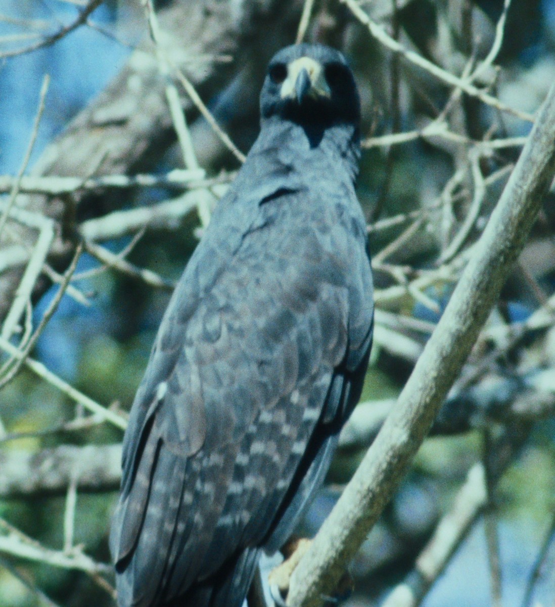 Great Black Hawk - Dave Czaplak