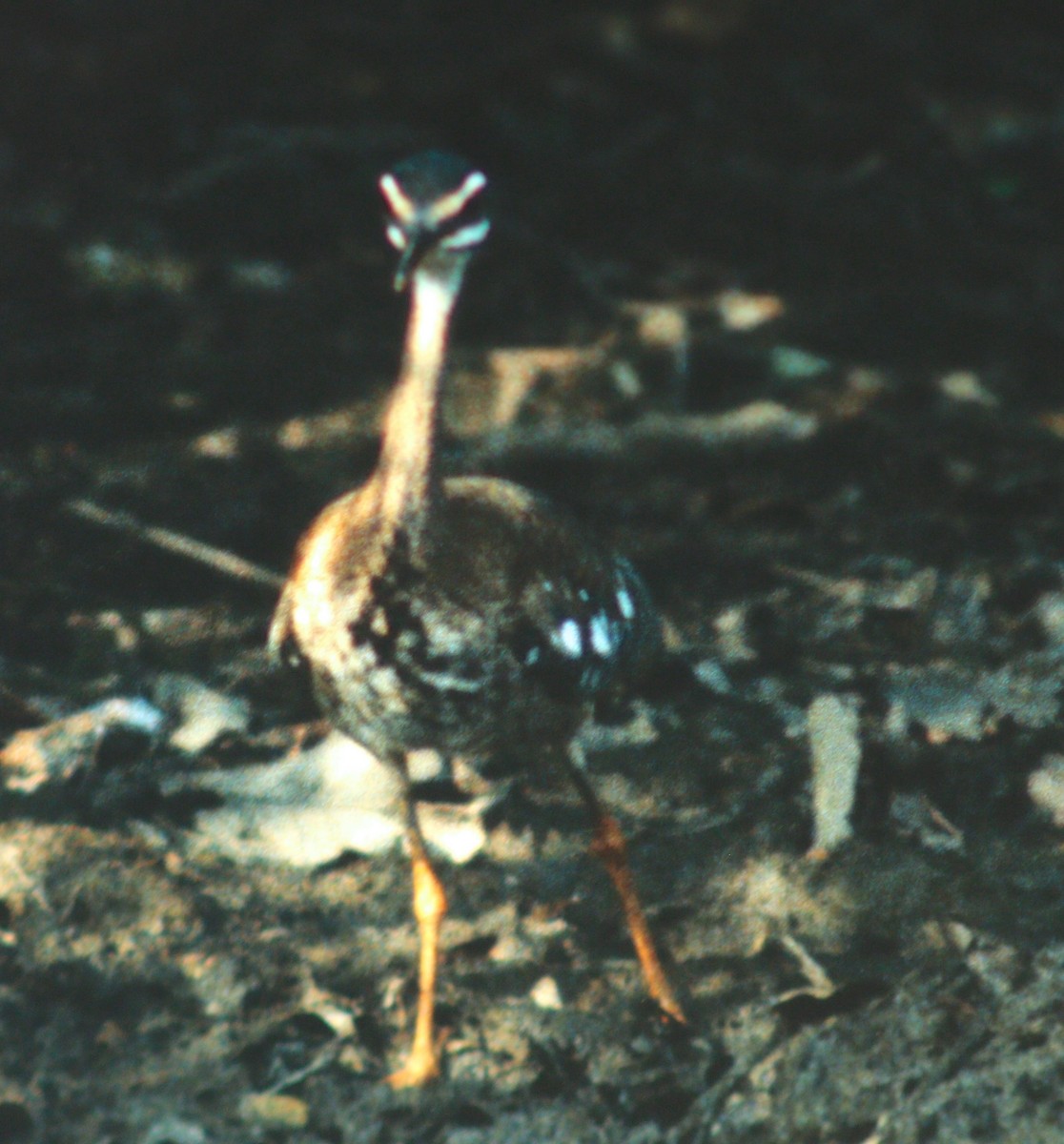 Sunbittern - Dave Czaplak