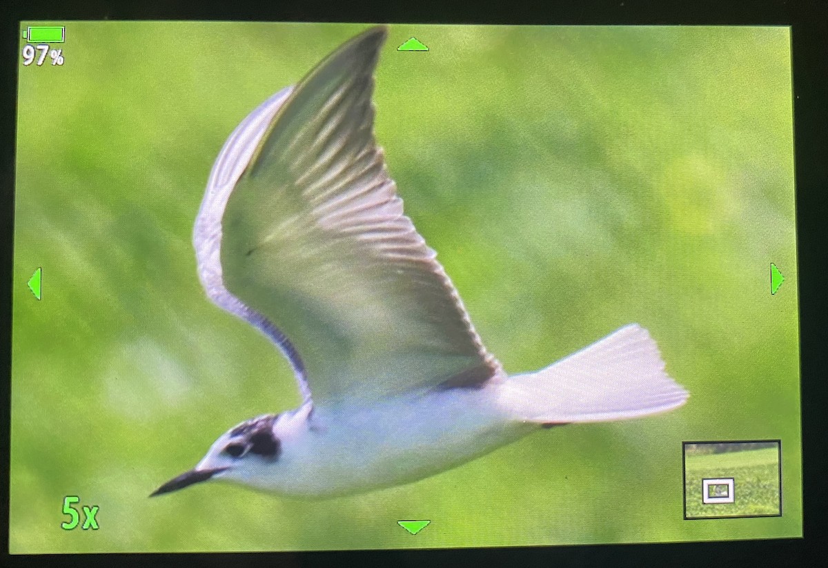 White-winged Tern - ML499884491