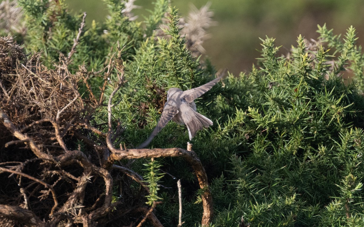 Moltoni's/Western/Eastern Subalpine Warbler - ML499884781