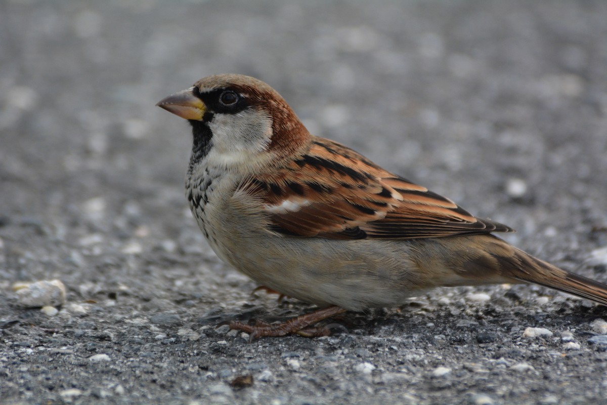 House Sparrow - Christoph Randler