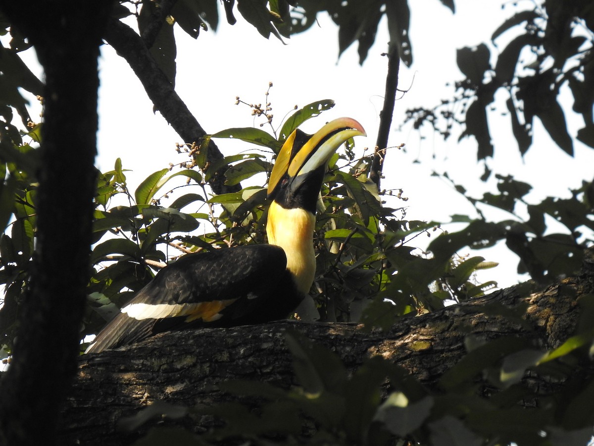 Great Hornbill - ML499886141