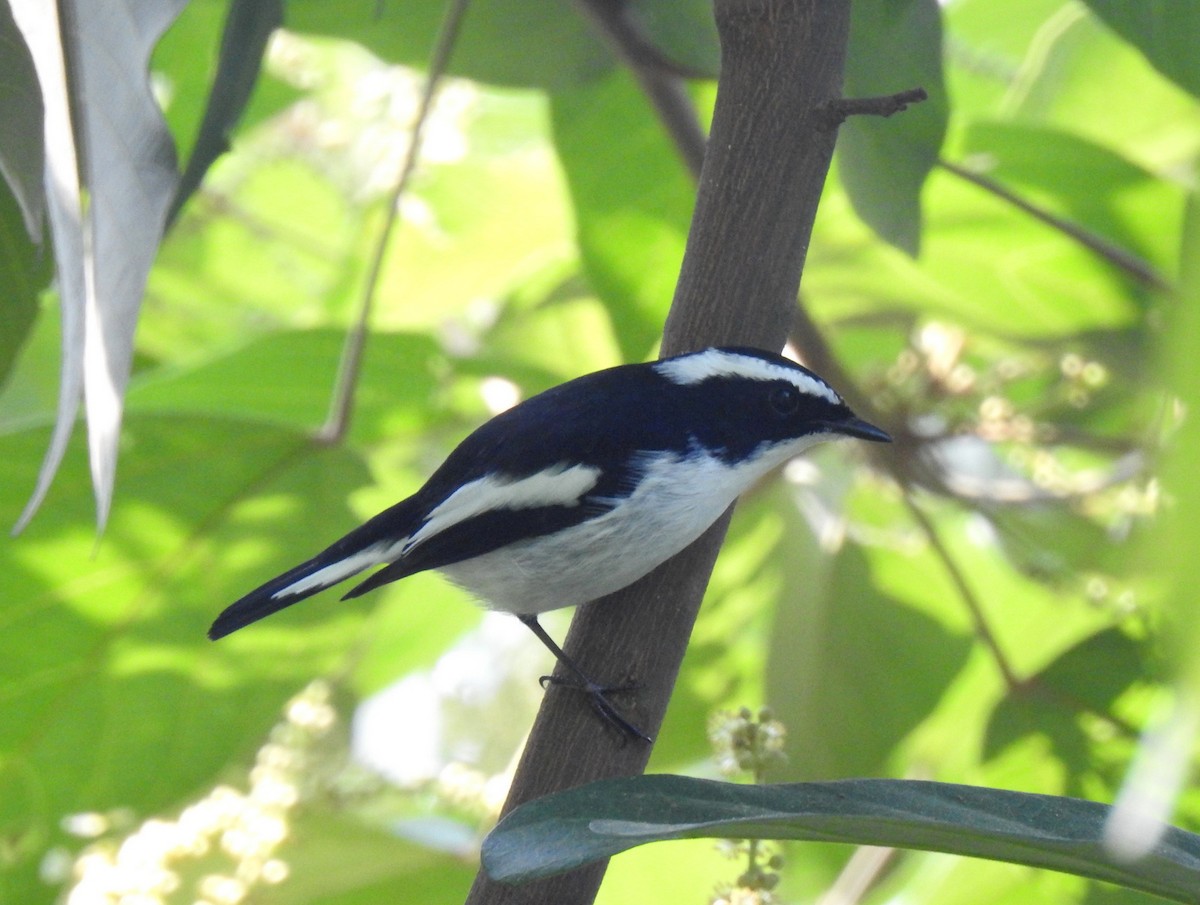 Little Pied Flycatcher - Anonymous