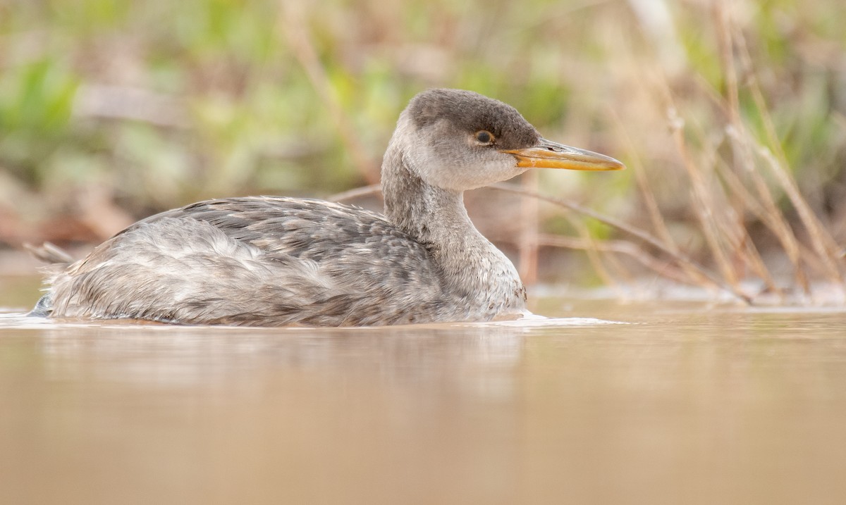 Red-necked Grebe - ML499887021