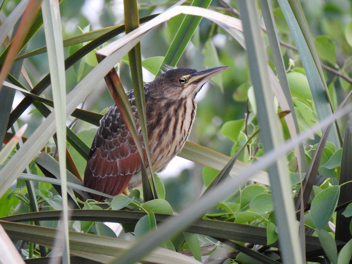 Cinnamon Bittern - ML499888061