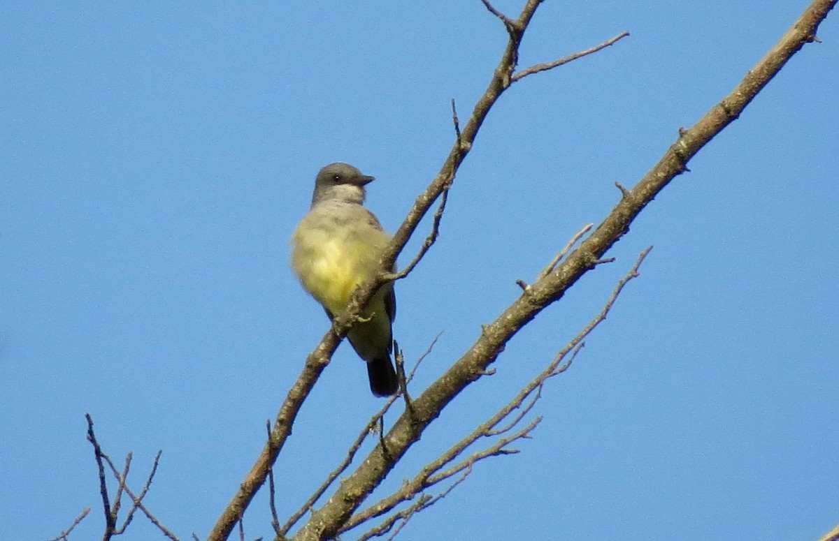 Cassin's Kingbird - Petra Clayton