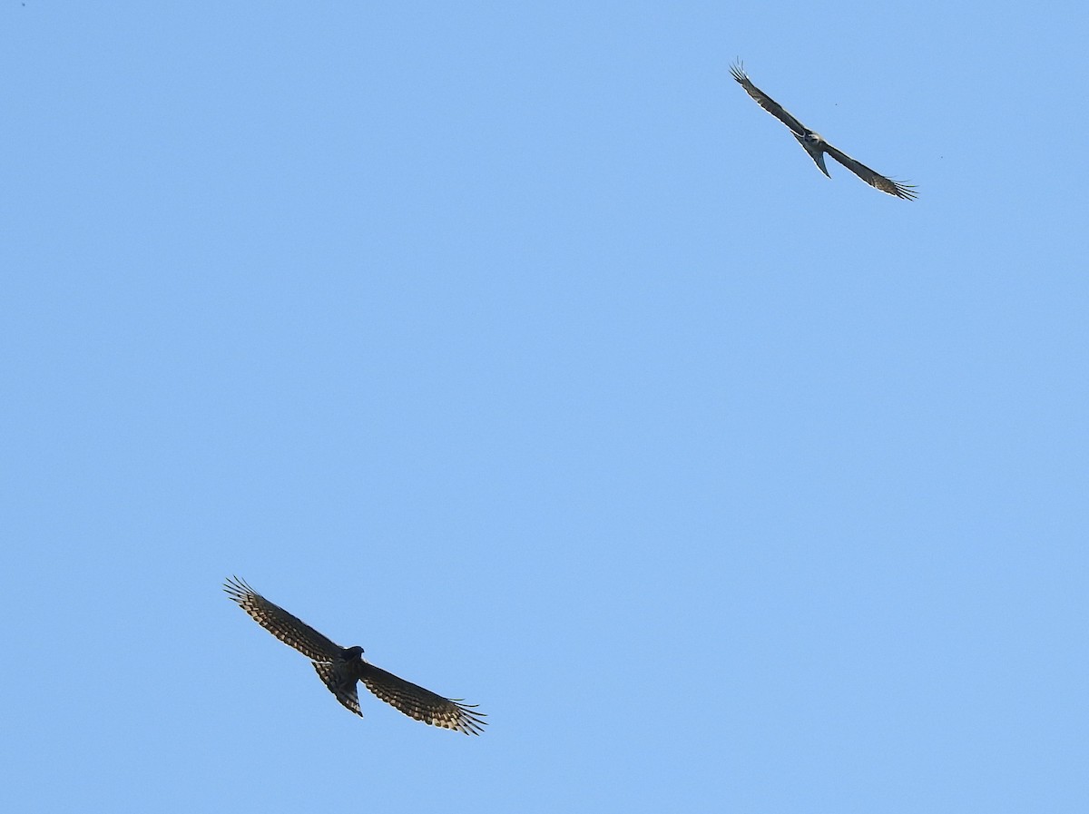 Rufous-bellied Eagle - ML499891551