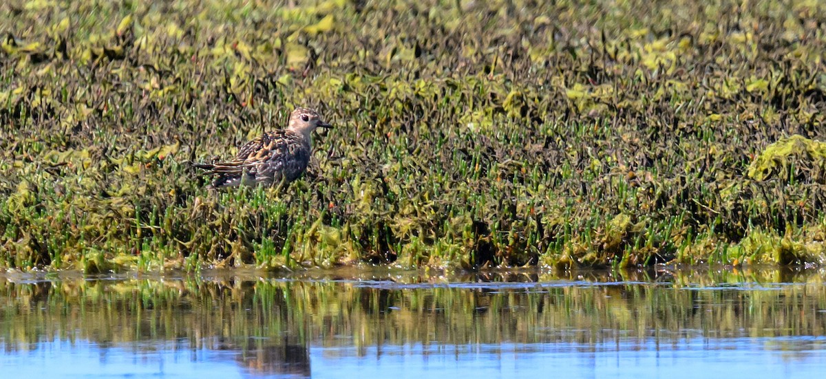 Pacific Golden-Plover - Mark Lethlean